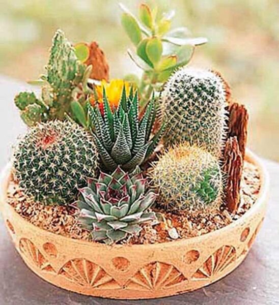 Fresh Rare Mixed Cact Seeds Succulents Seeds 100Pcs/Pack Garden