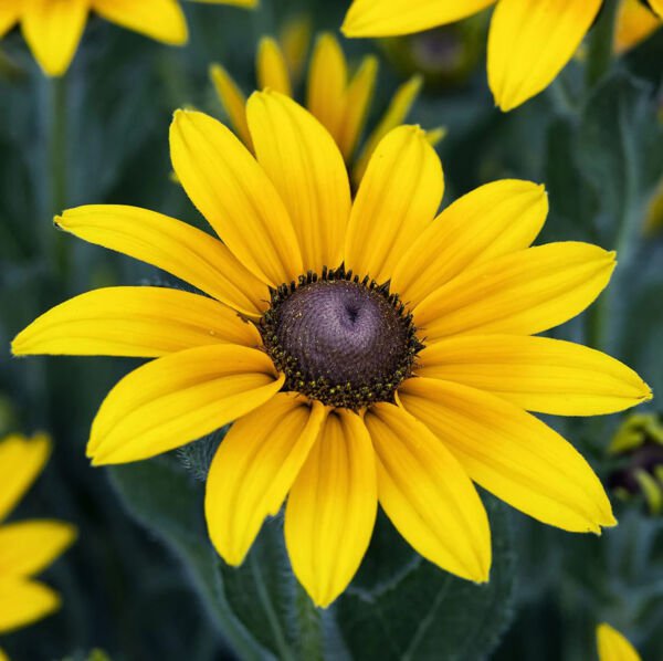 Fresh Black Eyed Sn Flower Seeds Big Sunflower Sun Flower Indian Summer 50Pcs/Pack Garden
