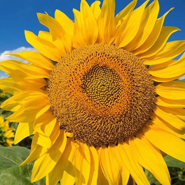 Fresh Huge Giant Yellow Sun Flower Competition Beauty Seed 50Pcs/Pack Seeds Garden