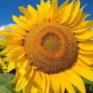 Fresh Huge Giant Yellow Sun Flower Competition Beauty Seed 50Pcs/Pack Seeds Garden