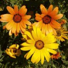 Fresh African Mix Daisy Flower Seeds 50Pcs/Pack Cape Marigold Yellow Orange Sunflower Garden