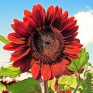 Fresh Velvet Queen Sunflower Seeds 50Pcs/Pack Big Red Sun Flower Garden