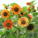 Fresh Evening Sun Sunflower Seeds 50Pcs/Pack Helianth Anu Bicolor Red Orangeyellow Garden