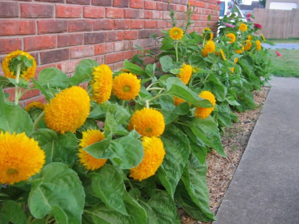 Fresh Teddy Bear Dwarf Sunflower Seeds 50Pcs/Pack Non Gmo Heirloom Garden