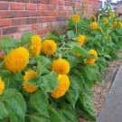 Fresh Teddy Bear Dwarf Sunflower Seeds 50Pcs/Pack Non Gmo Heirloom Garden