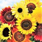 Fresh 8 Species Mix Variety Pack Sunflower Seeds 50Pcs/Pack Selection Sun Flower Garden
