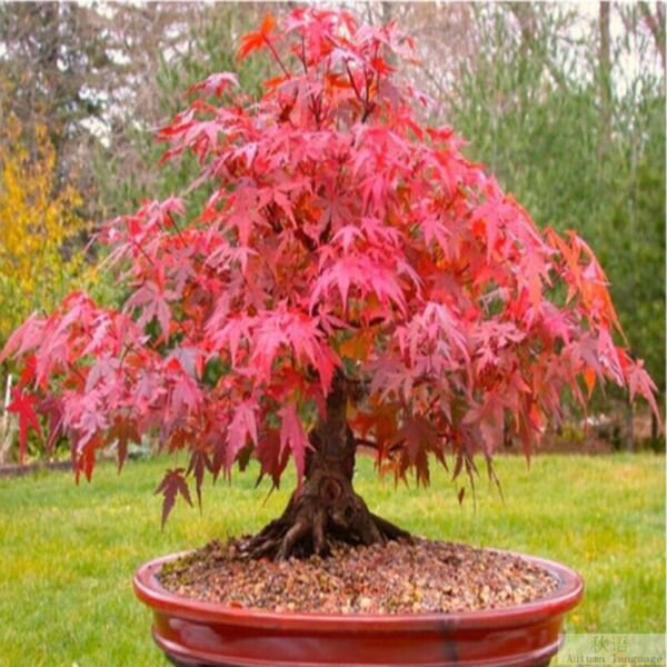 Fresh Red Japanese Maple Acer (Palmatum Atropurpureum) 20 Tree Seeds Bonsai Garden