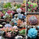 Fresh Mixed Succulent Seeds 100Seeds/Pack Garden