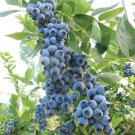 Fresh 200 Seeds Northern Highbh Blueberry Big Juicy Berries Non-Gmo Heirloom Food Garden