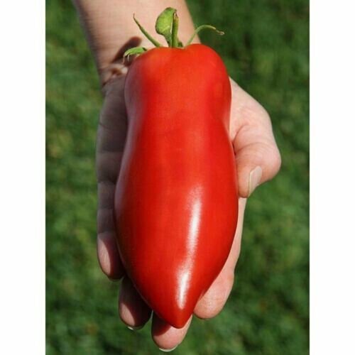 Fresh 25 Seeds Tomato Pepper Type Red Long Vegatable Food Planting Garden