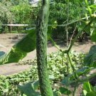 Fresh 25 Seeds Long Giant Cucumber Vegetable Organic Heirloom Non-Gmo Food Garden