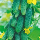 Fresh 25 Seeds Zubrenok F1 Garden