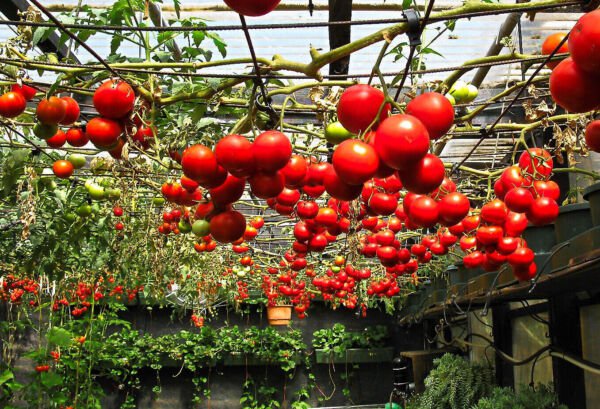 Fresh 50 Seeds Bh Tree Tomato Vegatable High Yield 30 Garden