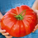 Fresh 50 Seeds King Of Kings Tomato Red Giant Planting Early Harvest Garden