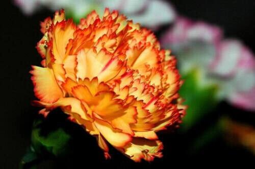 Fresh 50 Seeds Orange Carnation Flower Ing Planting Flower Bed Garden