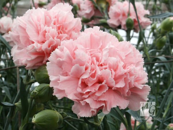 Fresh 50 Seeds Pink Carnation La France Flowers Ing Planting Flower Bed Garden