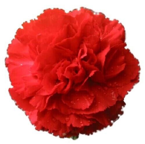 Fresh 50 Seeds Scarlet Red Carnation Flower Ing Planting Garden