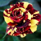 Fresh 25 Seeds Red Yellow Rose Flower Fragrant Large Ing Planting Garden