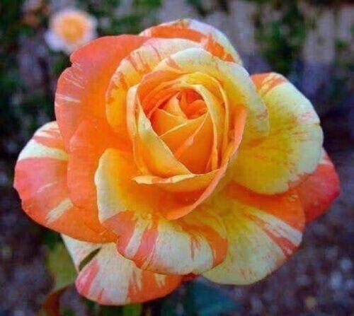 Fresh 25 Seeds Orange White Rose Rare Colors Ut Vols Fan Tennessee Garden
