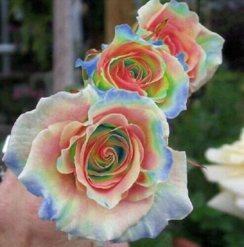 Fresh 25 Seeds Rainbow Rose Flower Bh Perennial Flowers Seed Garden