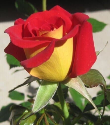 Fresh 25 Seeds Yellow Red Rose Flower Bh Perennial Flowers Garden
