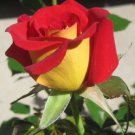 Fresh 25 Seeds Yellow Red Rose Flower Bh Perennial Flowers Garden