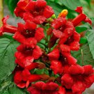 Fresh 25 Seeds Red Angel Trumpet Hummingbird Vine Flower Easy To Grow Floral Garden