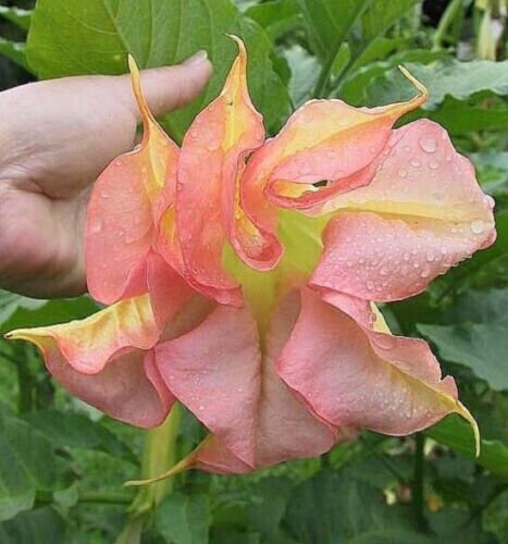 Fresh 25 Double Yellow Orange Angel Trumpet Seeds Brugmansia Datura Flower Garden