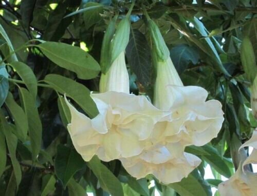 Fresh 25 Seeds Double White Angel Trumpet Seeds Flower Fragrant Flowers Seed Garden