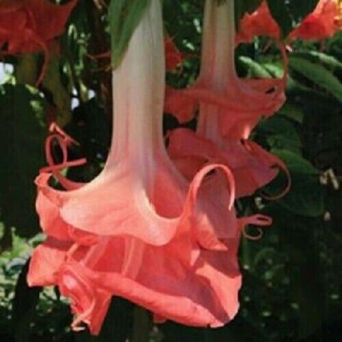 Fresh 25 Seeds Double Pink Angel Trumpet Flowers Large Fragrant Unique Garden