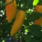 Fresh 25 Seeds Datil Peppers Heirloom Edible Garden