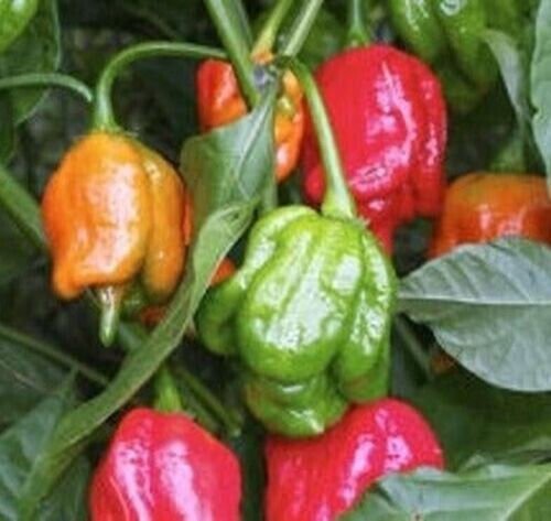Fresh 25 Seeds Trinidad Pepper Hot Scorpion Easy To Grow Vegetables Garden