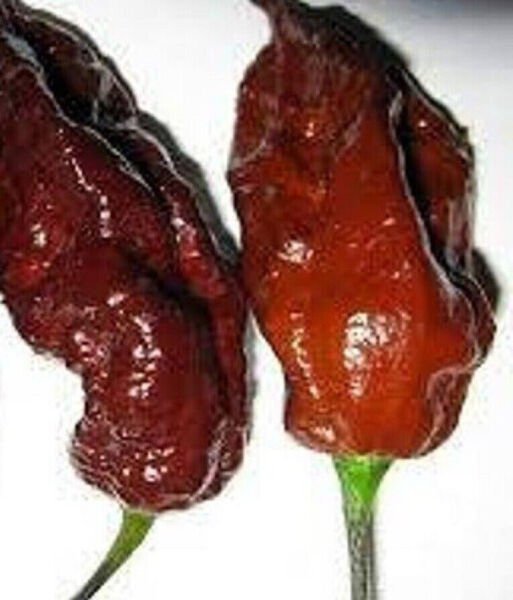Fresh 25 Seeds Chocolate Ghost Peppers Hot Garden