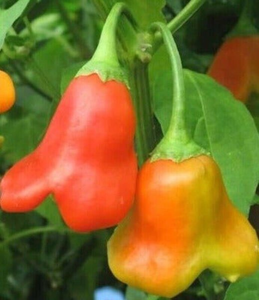 Fresh 25 Seeds Bishop'S Cap Peppers Crown Sweet & Spicy Garden