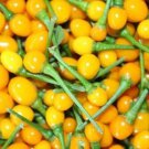 Fresh 25 Seeds Aji Charapita Peppers Easy To Grow Vegetable Garden