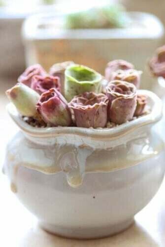 Fresh 25 Seeds Rose Succulents Cact Garden