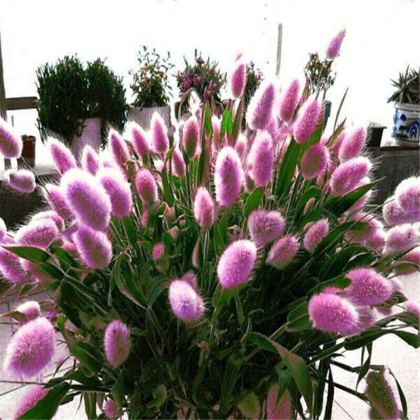 Fresh 100 Seeds Pink Bunny Tail Ornamental Grass Lagar Ovat Dried Flowers Crafts Garden