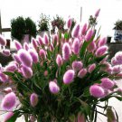 Fresh 100 Seeds Pink Bunny Tail Ornamental Grass Lagar Ovat Dried Flowers Crafts Garden
