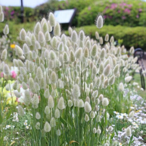 Fresh 100 Seeds White Bunny Tail Ornamental Grass Lagar Ovat Dried Flowers Crafts Garden