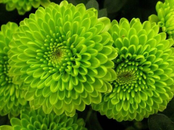 Fresh 200 Seeds Lime Green Chrysanthemum Mums Flowers Planting Garden