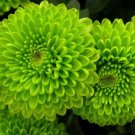 Fresh 200 Seeds Lime Green Chrysanthemum Mums Flowers Planting Garden