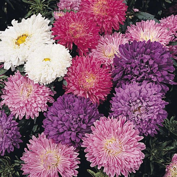 Fresh 200 Seeds Purple Pink & White Chrysanthemum Mums Flowers Garden