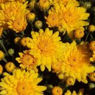 Fresh 200 Seeds Sun Yellow Chrysanthemum Mums Flowers Planting Garden