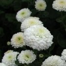 Fresh 200 Seeds Snow White Chrysanthemum Mums Flowers Planting Garden