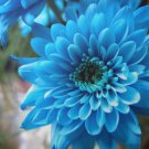 Fresh 200 Seeds Sky Blue Chrysanthemum Mums Flowers Planting Garden