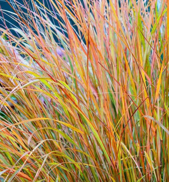 Fresh 100 Seeds Stipa Arundinacea Pheasant Tails Ornamental Grass Multicolor Foliage Garden