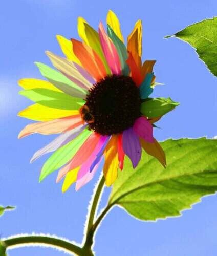 Fresh 50 Rainbow Sunflower Seeds Plants Planting 50 Garden