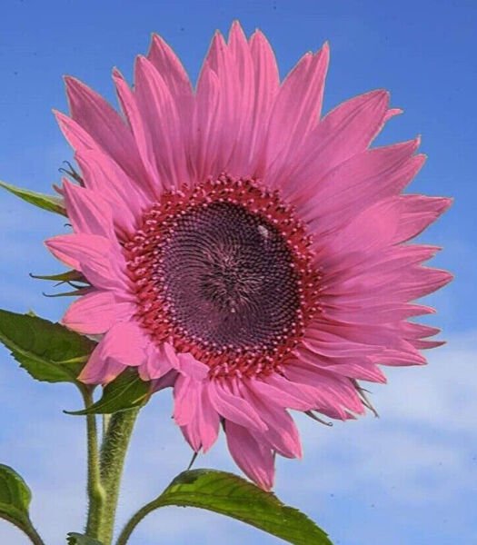 Fresh 50 Deep Pink Sunflower Seeds Plants Planting 50 Garden