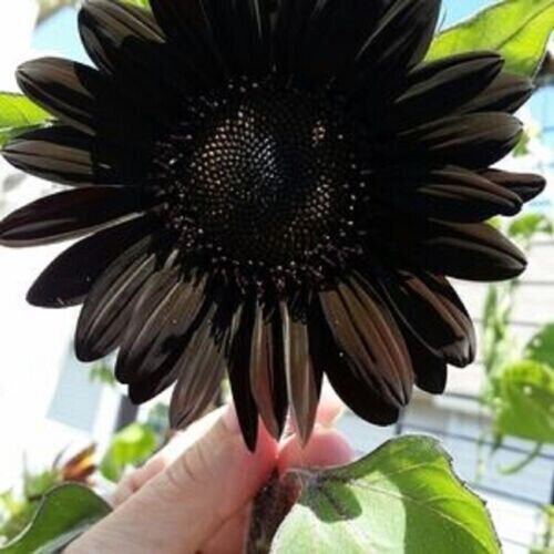Fresh 50 Deep Black Sunflower Seeds Plants Planting 50 Garden