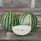 Fresh 15 Seeds Juicy White Watermelon Large Summer Time Planting Fruit Garden